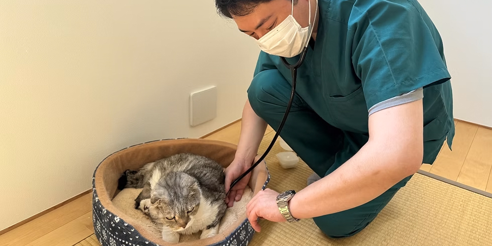 おうちに直接獣医師が伺う往診専門動物病院です